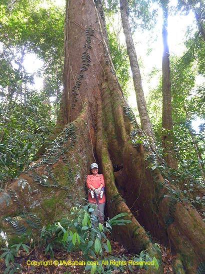 Huge tree