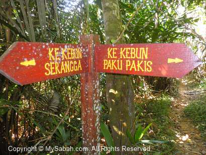 junction to Insectarium / Fern Garden