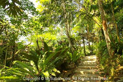 Fern Garden