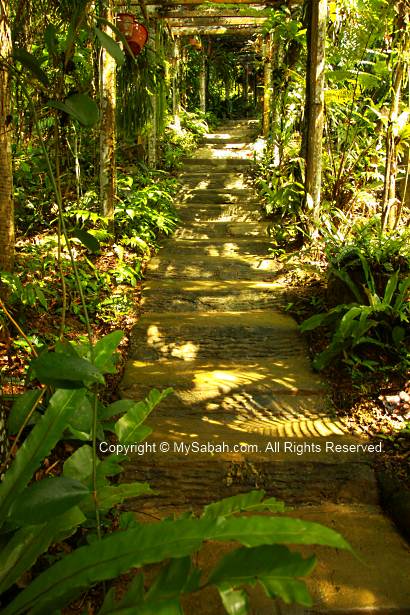 Fern Garden