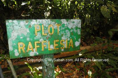 Rafflesia plot