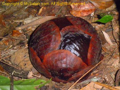 Rafflesia bud