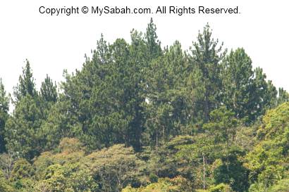 pine trees of Crocker Range Park