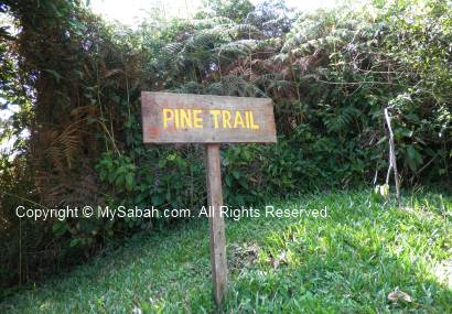 Pine trail