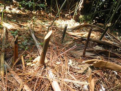 dangerous pine trail