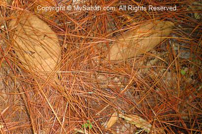 leaves of pine trees