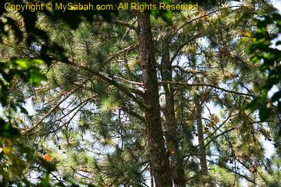pine trees of Crocker Range Park
