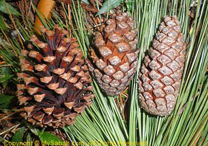 pine fruits