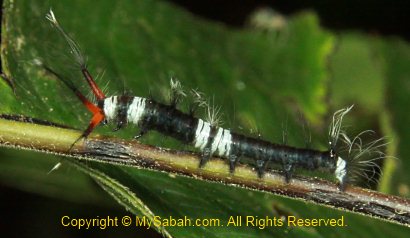 caterpillar