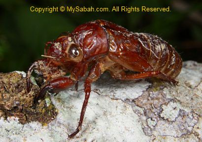 cicada