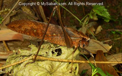 leaf cricket