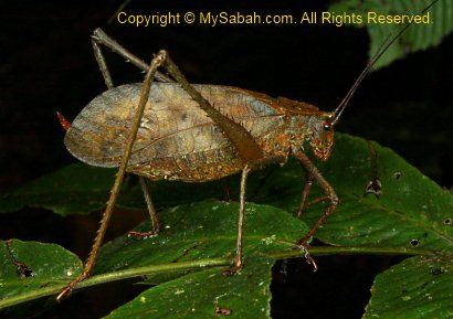leaf cricket