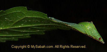 cricket at tip of leaf
