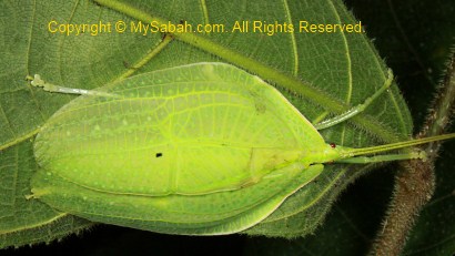 Green katydid