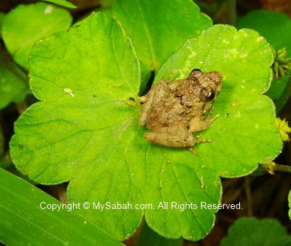 small frog