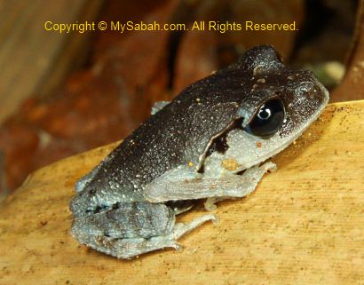 Litter frog