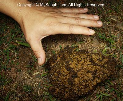 giant river toad