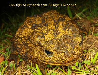 giant river toad