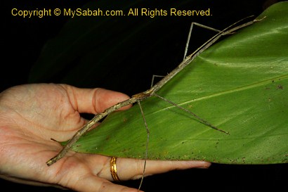 stick insect