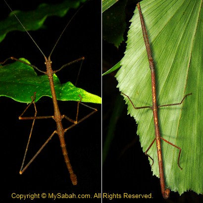 stick insect