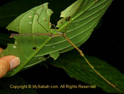 stick insect