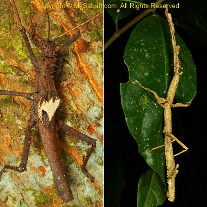 stick insect