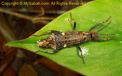 stick insect