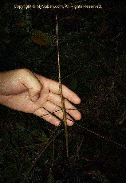 very long stick insect