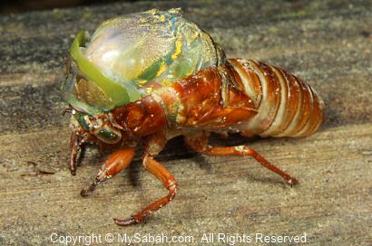 cicada