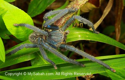 wolf spider