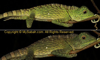 comb-crested agamid lizard