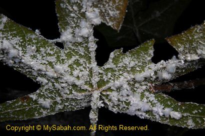 Wooly aphid insect