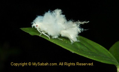 Wooly aphid insect