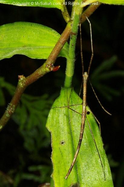 Stick insects