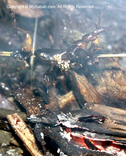 frog BBQ