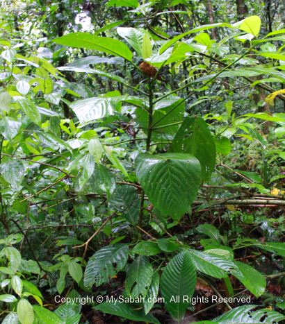 poisonous plant