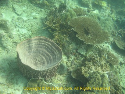 Coral reefs