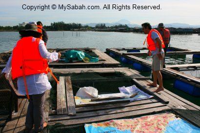 Fish Farm