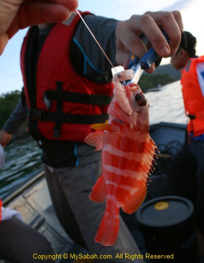 Close-up of 1st catch