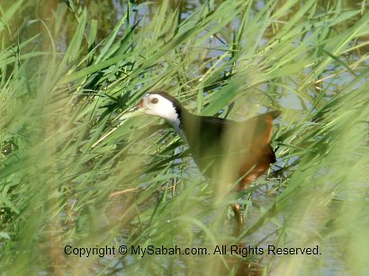 white-breasted waterhen / ruak