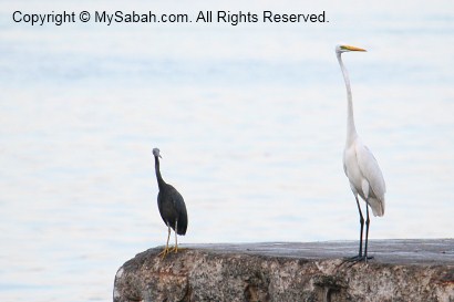 pacific and great egrets