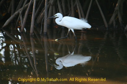 little egret