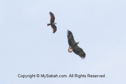 Brahminy Kite challenges bigger white-bellied sea eagle