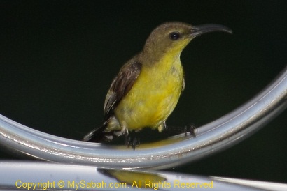 sunbird