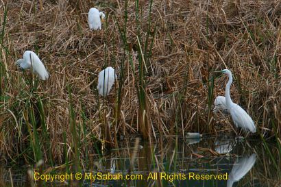 great egrets in Likas Lagoon