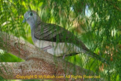 zebra dove