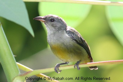 Juvenile flowerpecker