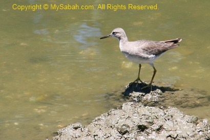 Common Sandpiper