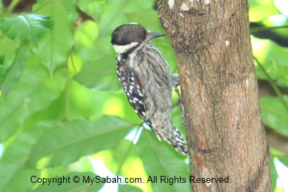 Brown-capped Woodpecker