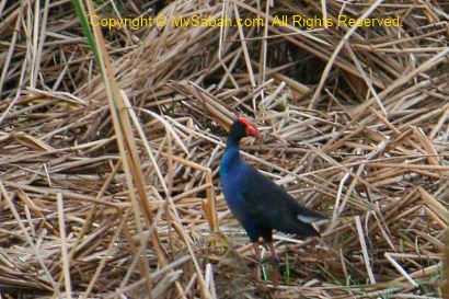 Black backed Swamphen